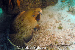 Big Wrasse at the Cleaning Station ... German Channel, Palau by Abbe Bglcsa 